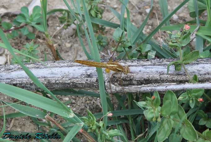 Richiesta identificazione, grazie! Crocothemis erythraea